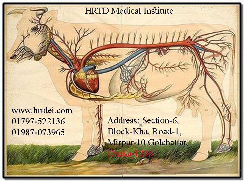 Veterinary Anatomy HRTD Medical Institute