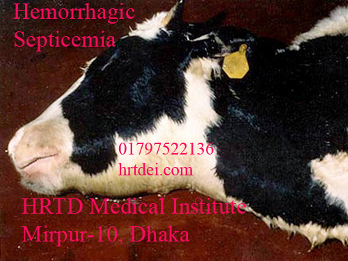 Hemorrhagic Septicemia HRTD Medical Institute