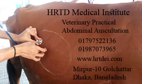 Veterinary Practical_ Abdominal Auscultation