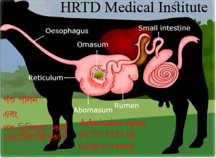 Animal Anatomy And Physiology