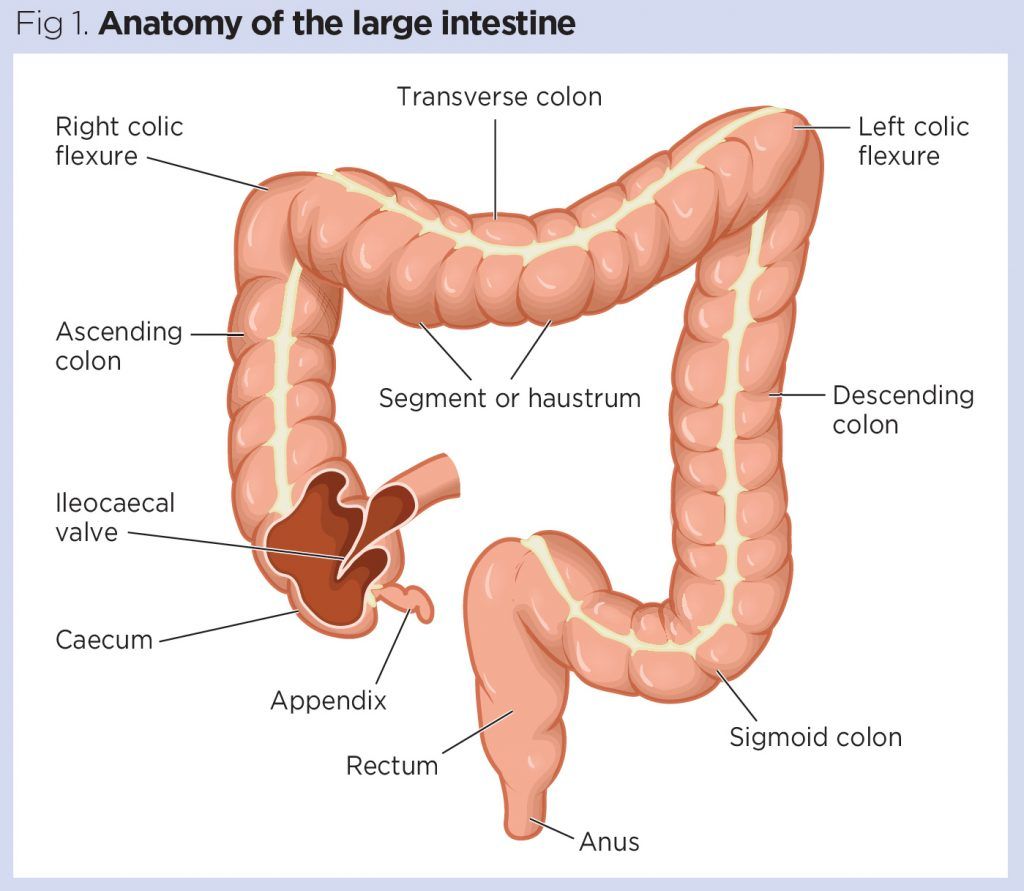 Fig 1 Anatomy of the large intestine 1024x891 1