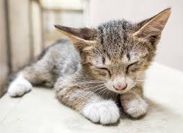 Feline panleukopenia virus 2 image 11